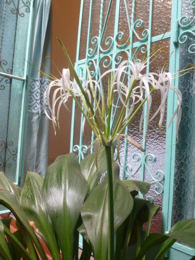 לינה וארוחת בוקר לימה La Casona Azul מראה חיצוני תמונה